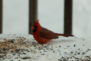 Bu güzel erkek kardinal her tarafında kuş yemi olan karda oturuyor. Tüylerinin parlak kırmızı rengi beyaz arka planda göze çarpıyor. Mohawk 'ı dimdik ayakta..