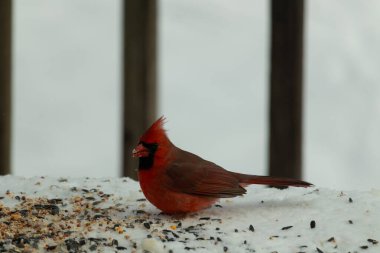 Bu güzel erkek kardinal her tarafında kuş yemi olan karda oturuyor. Tüylerinin parlak kırmızı rengi beyaz arka planda göze çarpıyor. Mohawk 'ı dimdik ayakta..