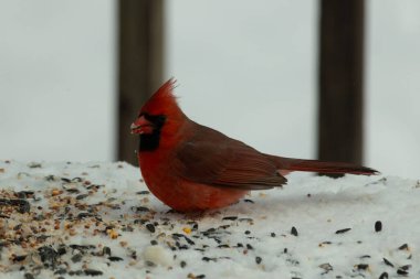 Bu güzel erkek kardinal her tarafında kuş yemi olan karda oturuyor. Tüylerinin parlak kırmızı rengi beyaz arka planda göze çarpıyor. Mohawk 'ı dimdik ayakta..