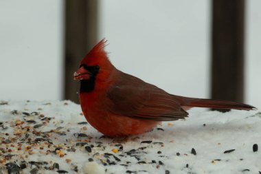 Bu güzel erkek kardinal her tarafında kuş yemi olan karda oturuyor. Tüylerinin parlak kırmızı rengi beyaz arka planda göze çarpıyor. Mohawk 'ı dimdik ayakta..