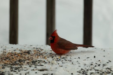 Bu güzel erkek kardinal her tarafında kuş yemi olan karda oturuyor. Tüylerinin parlak kırmızı rengi beyaz arka planda göze çarpıyor. Mohawk 'ı dimdik ayakta..