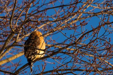 Bu güzel kırmızı omuzlu şahin ağaca tünemiş avından saklanmaya çalışıyor. Tüylerinin beyaz benekleri göze çarpıyor. Sonbahar mevsimi nedeniyle dalların yaprakları yok..
