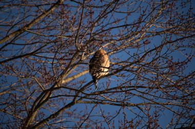 Bu güzel kırmızı omuzlu şahin ağaca tünemiş avından saklanmaya çalışıyor. Tüylerinin beyaz benekleri göze çarpıyor. Sonbahar mevsimi nedeniyle dalların yaprakları yok..