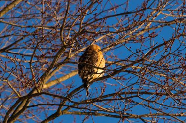 Bu güzel kırmızı omuzlu şahin ağaca tünemiş avından saklanmaya çalışıyor. Tüylerinin beyaz benekleri göze çarpıyor. Sonbahar mevsimi nedeniyle dalların yaprakları yok..