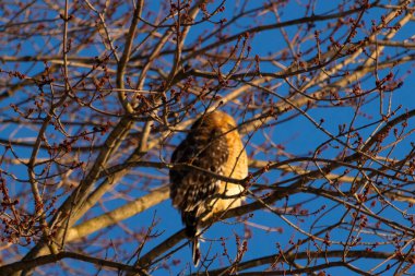 Bu güzel kırmızı omuzlu şahin ağaca tünemiş avından saklanmaya çalışıyor. Tüylerinin beyaz benekleri göze çarpıyor. Sonbahar mevsimi nedeniyle dalların yaprakları yok..