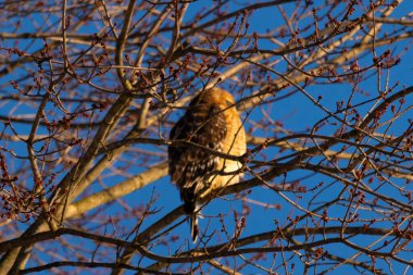 Bu güzel kırmızı omuzlu şahin ağaca tünemiş avından saklanmaya çalışıyor. Tüylerinin beyaz benekleri göze çarpıyor. Sonbahar mevsimi nedeniyle dalların yaprakları yok..
