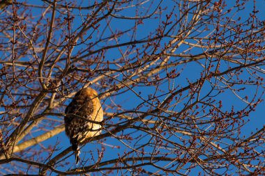 Bu güzel kırmızı omuzlu şahin ağaca tünemiş avından saklanmaya çalışıyor. Tüylerinin beyaz benekleri göze çarpıyor. Sonbahar mevsimi nedeniyle dalların yaprakları yok..