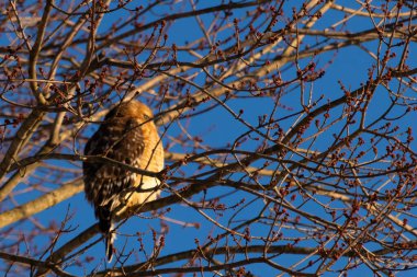 Bu güzel kırmızı omuzlu şahin ağaca tünemiş avından saklanmaya çalışıyor. Tüylerinin beyaz benekleri göze çarpıyor. Sonbahar mevsimi nedeniyle dalların yaprakları yok..