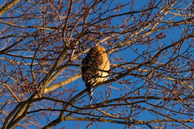 Bu güzel kırmızı omuzlu şahin ağaca tünemiş avından saklanmaya çalışıyor. Tüylerinin beyaz benekleri göze çarpıyor. Sonbahar mevsimi nedeniyle dalların yaprakları yok..