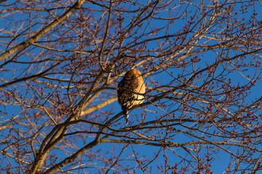 Bu güzel kırmızı omuzlu şahin ağaca tünemiş avından saklanmaya çalışıyor. Tüylerinin beyaz benekleri göze çarpıyor. Sonbahar mevsimi nedeniyle dalların yaprakları yok..