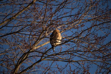 Bu güzel kırmızı omuzlu şahin ağaca tünemiş avından saklanmaya çalışıyor. Tüylerinin beyaz benekleri göze çarpıyor. Sonbahar mevsimi nedeniyle dalların yaprakları yok..