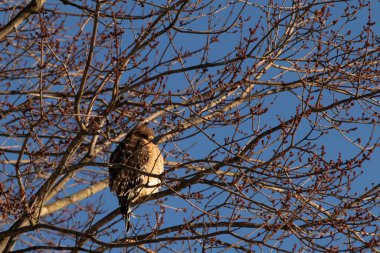 Bu güzel kırmızı omuzlu şahin ağaca tünemiş avından saklanmaya çalışıyor. Tüylerinin beyaz benekleri göze çarpıyor. Sonbahar mevsimi nedeniyle dalların yaprakları yok..