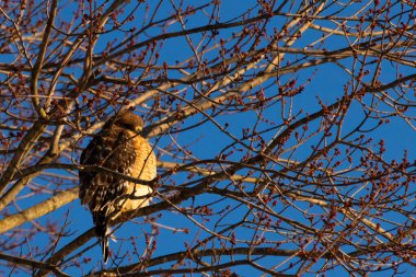 Bu güzel kırmızı omuzlu şahin ağaca tünemiş avından saklanmaya çalışıyor. Tüylerinin beyaz benekleri göze çarpıyor. Sonbahar mevsimi nedeniyle dalların yaprakları yok..