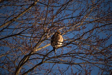 Bu güzel kırmızı omuzlu şahin ağaca tünemiş avından saklanmaya çalışıyor. Tüylerinin beyaz benekleri göze çarpıyor. Sonbahar mevsimi nedeniyle dalların yaprakları yok..