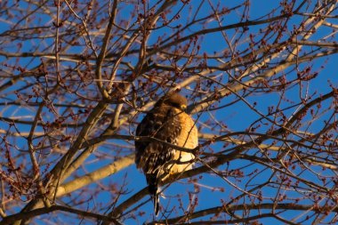 Bu güzel kırmızı omuzlu şahin ağaca tünemiş avından saklanmaya çalışıyor. Tüylerinin beyaz benekleri göze çarpıyor. Sonbahar mevsimi nedeniyle dalların yaprakları yok..