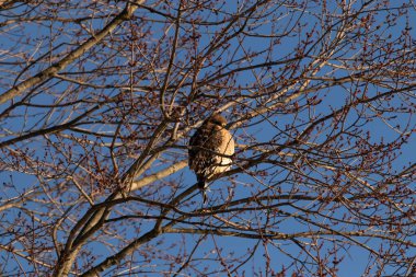 Bu güzel kırmızı omuzlu şahin ağaca tünemiş avından saklanmaya çalışıyor. Tüylerinin beyaz benekleri göze çarpıyor. Sonbahar mevsimi nedeniyle dalların yaprakları yok..