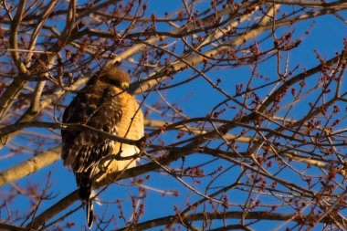 Bu güzel kırmızı omuzlu şahin ağaca tünemiş avından saklanmaya çalışıyor. Tüylerinin beyaz benekleri göze çarpıyor. Sonbahar mevsimi nedeniyle dalların yaprakları yok..