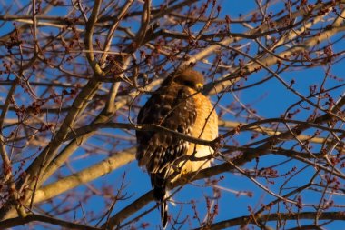 Bu güzel kırmızı omuzlu şahin ağaca tünemiş avından saklanmaya çalışıyor. Tüylerinin beyaz benekleri göze çarpıyor. Sonbahar mevsimi nedeniyle dalların yaprakları yok..