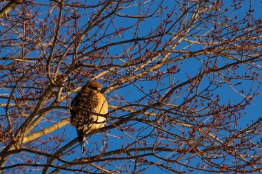 Bu güzel kırmızı omuzlu şahin ağaca tünemiş avından saklanmaya çalışıyor. Tüylerinin beyaz benekleri göze çarpıyor. Sonbahar mevsimi nedeniyle dalların yaprakları yok..