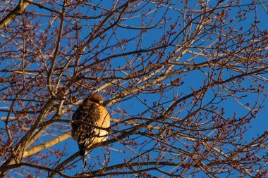 Bu güzel kırmızı omuzlu şahin ağaca tünemiş avından saklanmaya çalışıyor. Tüylerinin beyaz benekleri göze çarpıyor. Sonbahar mevsimi nedeniyle dalların yaprakları yok..