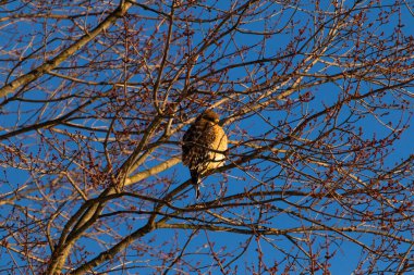 Bu güzel kırmızı omuzlu şahin ağaca tünemiş avından saklanmaya çalışıyor. Tüylerinin beyaz benekleri göze çarpıyor. Sonbahar mevsimi nedeniyle dalların yaprakları yok..