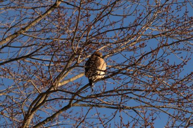 Bu güzel kırmızı omuzlu şahin ağaca tünemiş avından saklanmaya çalışıyor. Tüylerinin beyaz benekleri göze çarpıyor. Sonbahar mevsimi nedeniyle dalların yaprakları yok..