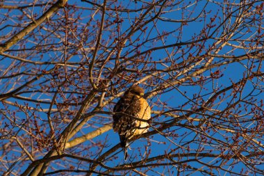 Bu güzel kırmızı omuzlu şahin ağaca tünemiş avından saklanmaya çalışıyor. Tüylerinin beyaz benekleri göze çarpıyor. Sonbahar mevsimi nedeniyle dalların yaprakları yok..