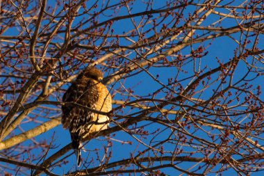 Bu güzel kırmızı omuzlu şahin ağaca tünemiş avından saklanmaya çalışıyor. Tüylerinin beyaz benekleri göze çarpıyor. Sonbahar mevsimi nedeniyle dalların yaprakları yok..