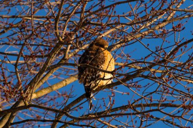 Bu güzel kırmızı omuzlu şahin ağaca tünemiş avından saklanmaya çalışıyor. Tüylerinin beyaz benekleri göze çarpıyor. Sonbahar mevsimi nedeniyle dalların yaprakları yok..