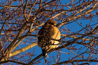 Bu güzel kırmızı omuzlu şahin ağaca tünemiş avından saklanmaya çalışıyor. Tüylerinin beyaz benekleri göze çarpıyor. Sonbahar mevsimi nedeniyle dalların yaprakları yok..