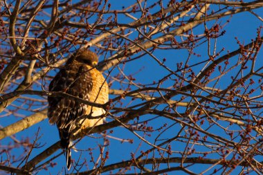 Bu güzel kırmızı omuzlu şahin ağaca tünemiş avından saklanmaya çalışıyor. Tüylerinin beyaz benekleri göze çarpıyor. Sonbahar mevsimi nedeniyle dalların yaprakları yok..