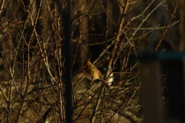 Bu güzel dişi kardinal ağacın dallarına tünemiş. Uzuvların kış mevsimi nedeniyle yaprakları yok. Donuk bakırımsı tüyleri kahverengi sonbahar renkleriyle uyumlu..