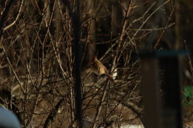 Bu güzel dişi kardinal ağacın dallarına tünemiş. Uzuvların kış mevsimi nedeniyle yaprakları yok. Donuk bakırımsı tüyleri kahverengi sonbahar renkleriyle uyumlu..