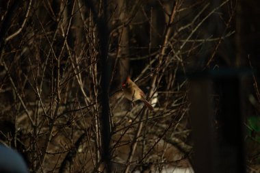 Bu güzel dişi kardinal ağacın dallarına tünemiş. Uzuvların kış mevsimi nedeniyle yaprakları yok. Donuk bakırımsı tüyleri kahverengi sonbahar renkleriyle uyumlu..