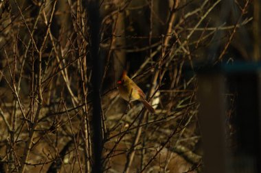 Bu güzel dişi kardinal ağacın dallarına tünemiş. Uzuvların kış mevsimi nedeniyle yaprakları yok. Donuk bakırımsı tüyleri kahverengi sonbahar renkleriyle uyumlu..