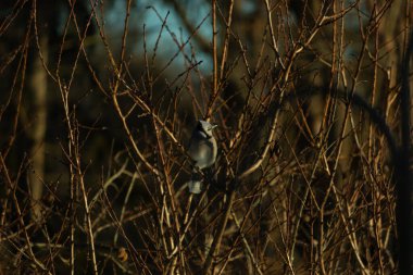 Bu güzel mavi karga bu ağacın dallarına tünemişti. Uzuvların kış mevsimi nedeniyle yaprakları yok. Mavi tüyleri kahverengi sonbahar renklerinden.