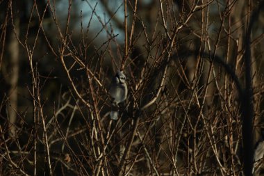Bu güzel mavi karga bu ağacın dallarına tünemişti. Uzuvların kış mevsimi nedeniyle yaprakları yok. Mavi tüyleri kahverengi sonbahar renklerinden.