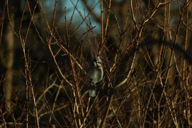 Bu güzel mavi karga bu ağacın dallarına tünemişti. Uzuvların kış mevsimi nedeniyle yaprakları yok. Mavi tüyleri kahverengi sonbahar renklerinden.