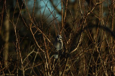 Bu güzel mavi karga bu ağacın dallarına tünemişti. Uzuvların kış mevsimi nedeniyle yaprakları yok. Mavi tüyleri kahverengi sonbahar renklerinden.