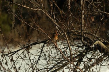 Bu güzel dişi kardinal ağacın dallarına tünemiş. Uzuvların kış mevsimi nedeniyle yaprakları yok. Donuk bakırımsı tüyleri kahverengi sonbahar renkleriyle uyumlu..