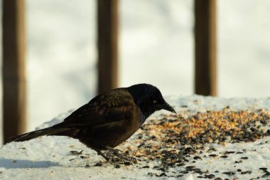 Bu güzel grackle biraz kuş yemi için masaya geldi. Siyah tüyler ışıkta parlıyor. Sarı gözler parlıyor gibi görünüyor. Beyaz kar bu güzel kuşun her yerinde..