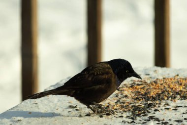 Bu güzel grackle biraz kuş yemi için masaya geldi. Siyah tüyler ışıkta parlıyor. Sarı gözler parlıyor gibi görünüyor. Beyaz kar bu güzel kuşun her yerinde..
