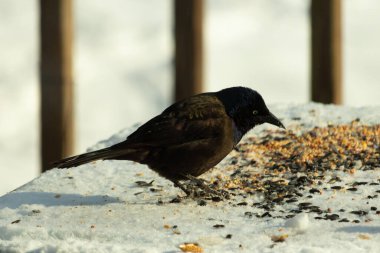 Bu güzel grackle biraz kuş yemi için masaya geldi. Siyah tüyler ışıkta parlıyor. Sarı gözler parlıyor gibi görünüyor. Beyaz kar bu güzel kuşun her yerinde..