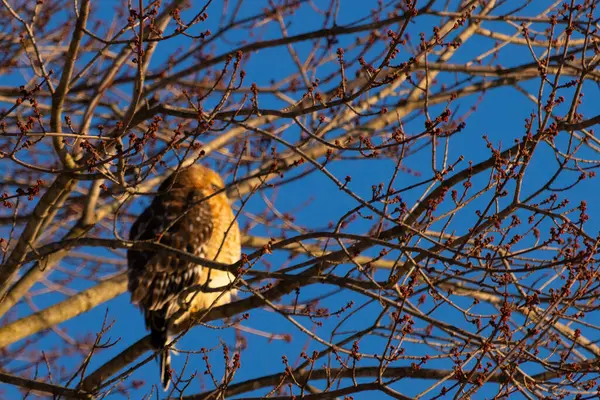 Bu güzel kırmızı omuzlu şahin ağaca tünemiş avından saklanmaya çalışıyor. Tüylerinin beyaz benekleri göze çarpıyor. Sonbahar mevsimi nedeniyle dalların yaprakları yok..