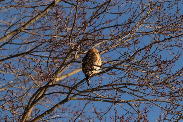 Bu güzel kırmızı omuzlu şahin ağaca tünemiş avından saklanmaya çalışıyor. Tüylerinin beyaz benekleri göze çarpıyor. Sonbahar mevsimi nedeniyle dalların yaprakları yok..