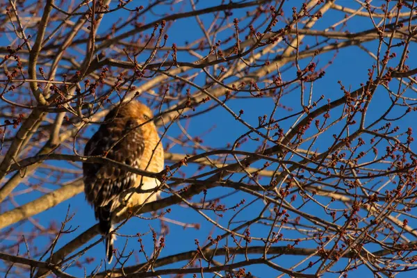 Bu güzel kırmızı omuzlu şahin ağaca tünemiş avından saklanmaya çalışıyor. Tüylerinin beyaz benekleri göze çarpıyor. Sonbahar mevsimi nedeniyle dalların yaprakları yok..