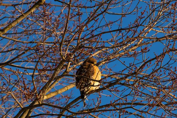 Bu güzel kırmızı omuzlu şahin ağaca tünemiş avından saklanmaya çalışıyor. Tüylerinin beyaz benekleri göze çarpıyor. Sonbahar mevsimi nedeniyle dalların yaprakları yok..