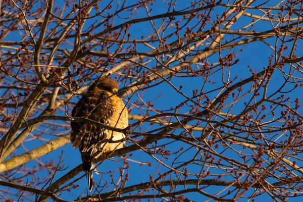 Bu güzel kırmızı omuzlu şahin ağaca tünemiş avından saklanmaya çalışıyor. Tüylerinin beyaz benekleri göze çarpıyor. Sonbahar mevsimi nedeniyle dalların yaprakları yok..