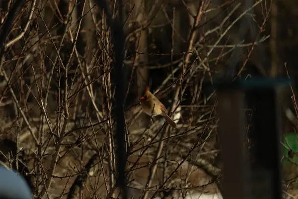 Bu güzel dişi kardinal ağacın dallarına tünemiş. Uzuvların kış mevsimi nedeniyle yaprakları yok. Donuk bakırımsı tüyleri kahverengi sonbahar renkleriyle uyumlu..
