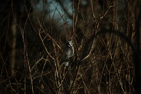 Bu güzel mavi karga bu ağacın dallarına tünemişti. Uzuvların kış mevsimi nedeniyle yaprakları yok. Mavi tüyleri kahverengi sonbahar renklerinden.
